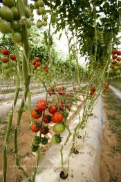 Image du Maroc Professionnelle de  Avec l'introduction des cultures sous abris serres, la région de Dakhla est devenue en très peu de temps célèbre pour ces productions de fruits et légumes destinés à l’export.  Sous d’immenses serres, la production des tomates en grappes bénéficie d’un climat phénoménalement ensoleillé, tempéré et régulier, Mardi 21 Novembre 2006. (Photo / Abdeljalil Bounhar)